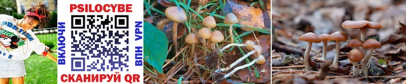 omg tor Островной Псилоцибиновые грибы GOLDEN TEACHER